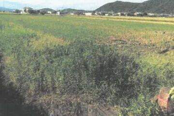 Auction in Ryuo Town, Gamo District, Shiga Prefecture: 470,000 yen, 3,492 square meters of farmland