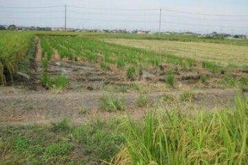 Auction in Kawagoe City, Saitama Prefecture: 48,000 yen, 396 square meters of farmland