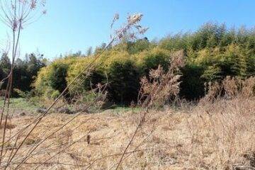 千叶县长生郡长南町的拍卖：¥46 万日元 农地 3327m2