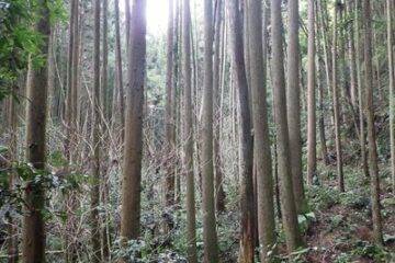 Auction in Amakusa City, Kumamoto Prefecture: 55,000 yen, land 8,598 square meters