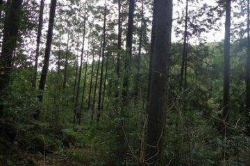 Auction in Amakusa City, Kumamoto Prefecture: ¥76,000, land 11,818m2