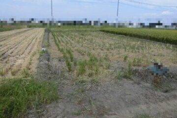 Auction in Kawagoe City, Saitama Prefecture: ¥16,000 JPY Farmland 132 m2