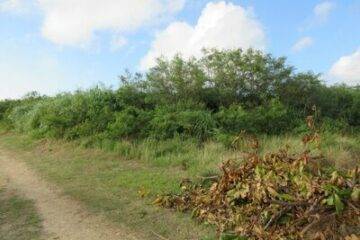 Vente aux enchères dans la ville de Miyakojima, préfecture d'Okinawa : 1,88 million de yens, 4 596 mètres carrés de terres agricoles