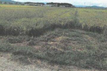 Auction in Ryuo Town, Gamo District, Shiga Prefecture: 360,000 yen, 2,970 square meters of farmland
