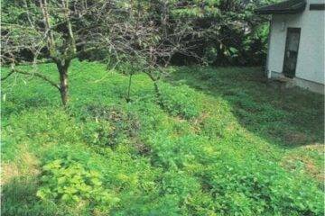 Auction in Toyama City, Toyama Prefecture: 20,000 yen Farmland 266 square meters