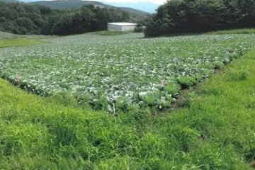 群马县吾妻郡嬬恋村的拍卖：160 万日元 4759 平方米农田