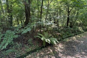 长野县北佐久郡轻井泽町 284.9 万日元 土地 320 平方米